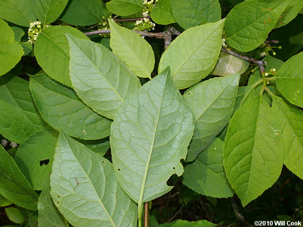 Mountain Holly (Ilex montana) leaves