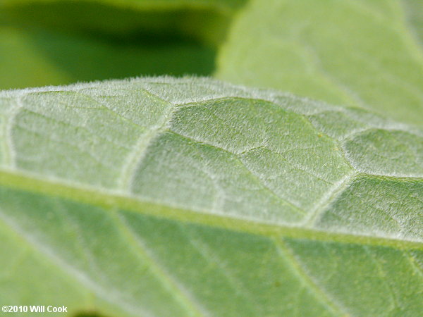 Mountain Holly (Ilex montana) leaf