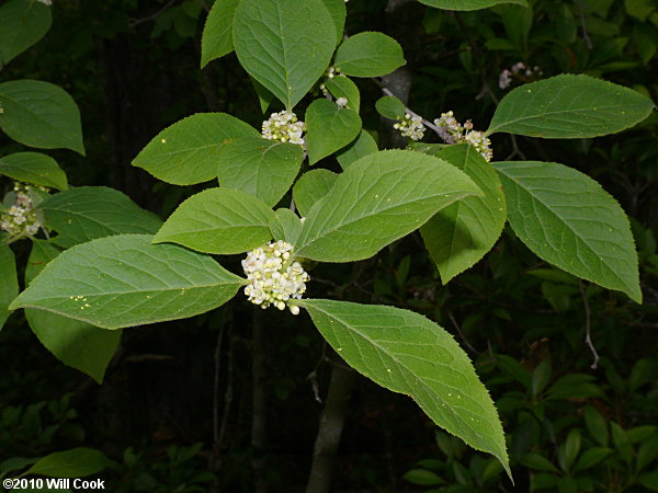 Mountain Holly (Ilex montana) flowers
