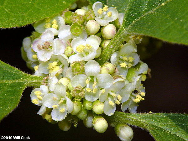 Mountain Holly (Ilex montana) flowers