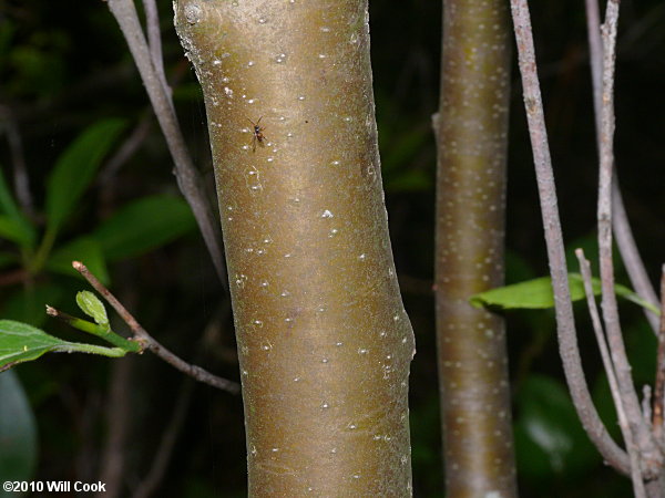 Mountain Holly (Ilex montana) bark