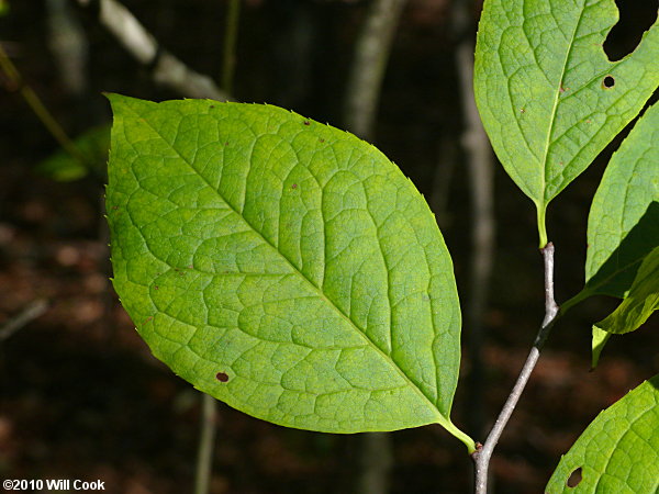 Mountain Holly (Ilex montana)