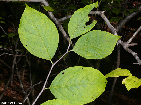 Mountain Holly (Ilex montana)