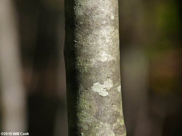 Mountain Holly (Ilex montana)