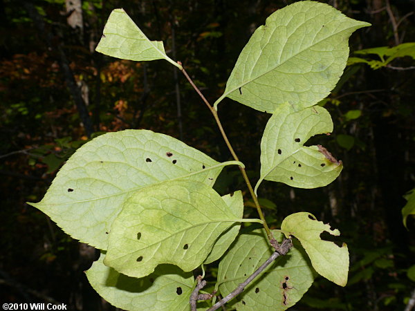 Mountain Holly (Ilex montana)