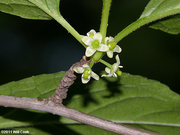 Mountain Holly (Ilex montana) female flowers