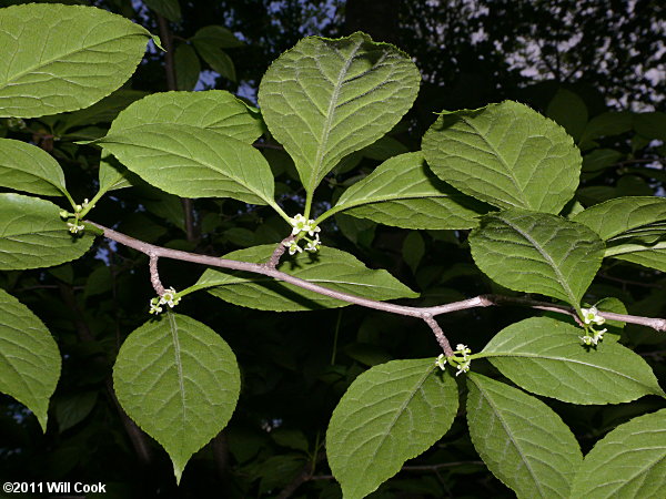 Mountain Holly (Ilex montana)