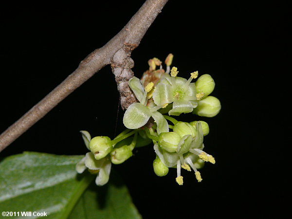 Mountain Holly (Ilex montana) male flowers