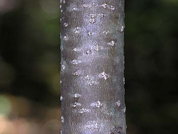 Mountain Holly (Ilex montana)