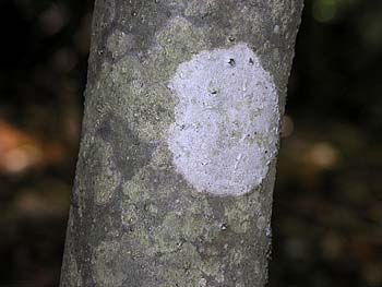 Mountain Holly (Ilex montana)