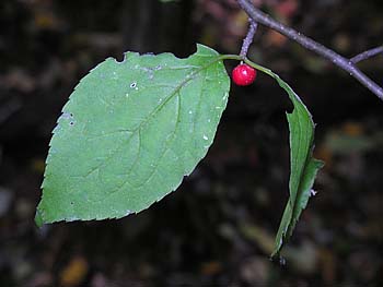Mountain Holly (Ilex montana)