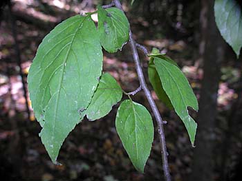 Mountain Holly (Ilex montana)