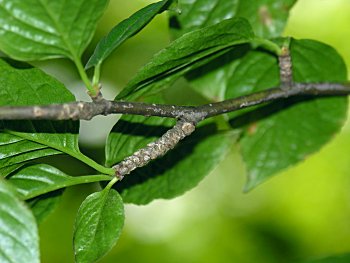 Mountain Holly (Ilex montana)