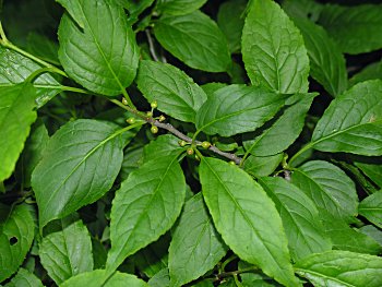 Mountain Holly (Ilex montana)