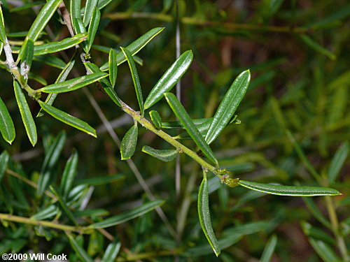 Myrtle Dahoon (Ilex myrtifolia)