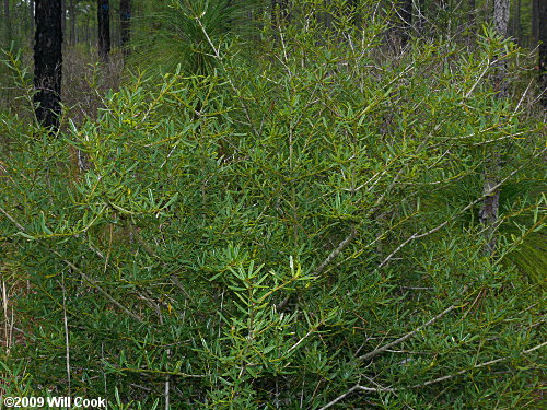 Myrtle Dahoon (Ilex myrtifolia)