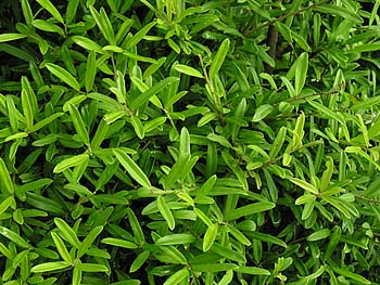 Myrtle Dahoon (Ilex myrtifolia)