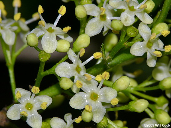 American Holly (Ilex opaca) flowers