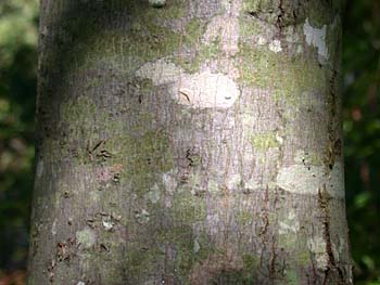 American Holly (Ilex opaca) bark