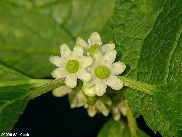 Winterberry (Ilex verticillata)