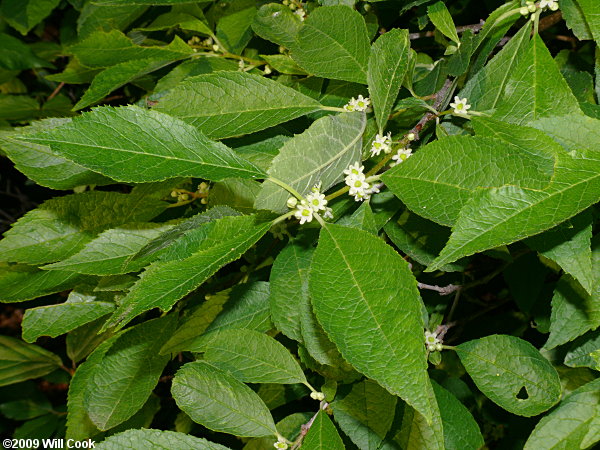 Winterberry (Ilex verticillata)