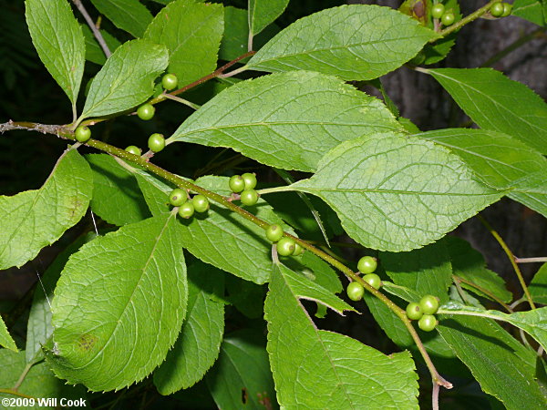 Winterberry (Ilex verticillata)