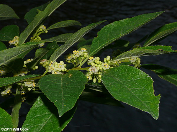 Winterberry (Ilex verticillata)