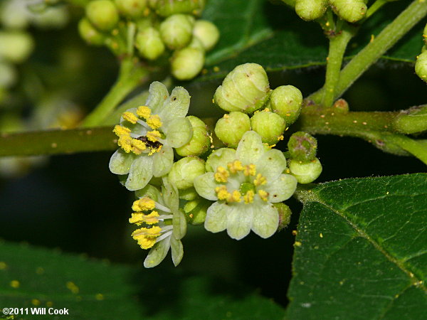 Winterberry (Ilex verticillata)