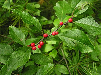 Winterberry (Ilex verticillata) fruits