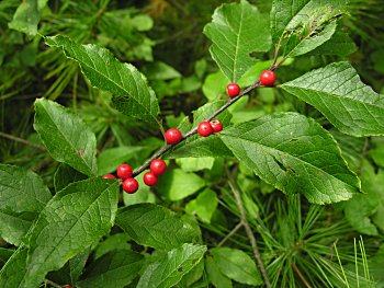 Winterberry (Ilex verticillata) fruits