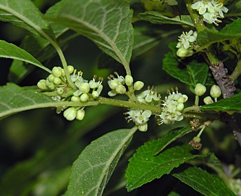 Winterberry (Ilex verticillata) staminate flowers