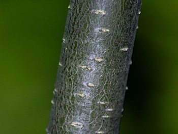 Winterberry (Ilex verticillata) bark