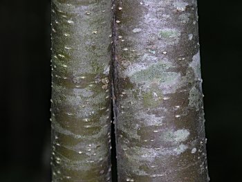 Winterberry (Ilex verticillata) bark