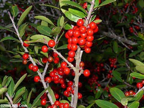 Yaupon (Ilex vomitoria)