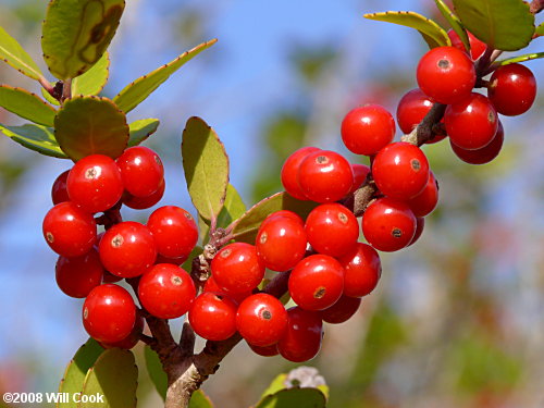 Yaupon (Ilex vomitoria)