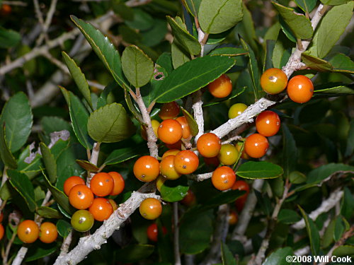 Yaupon (Ilex vomitoria)