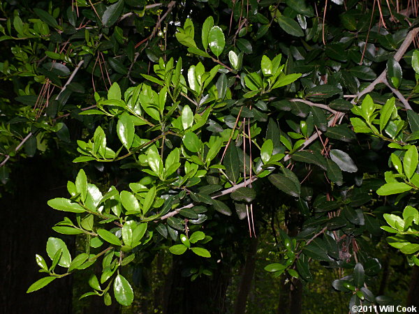 Yaupon (Ilex vomitoria)