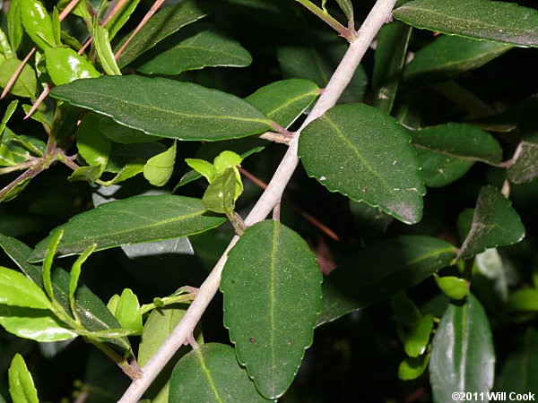 Yaupon (Ilex vomitoria)