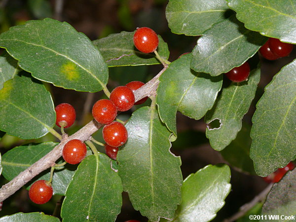 Yaupon (Ilex vomitoria)