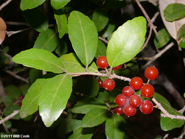 Yaupon (Ilex vomitoria)