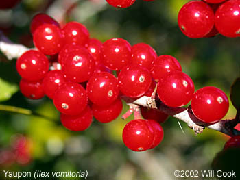 Yaupon (Ilex vomitoria)