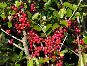 Yaupon (Ilex vomitoria)