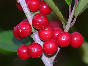 Yaupon (Ilex vomitoria)