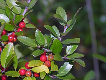 Yaupon (Ilex vomitoria)