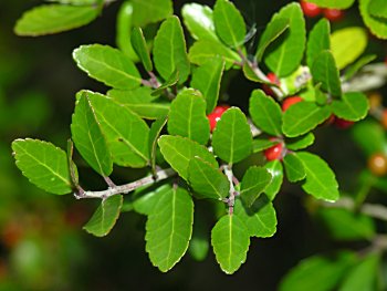 Yaupon (Ilex vomitoria)