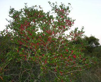 Yaupon (Ilex vomitoria)