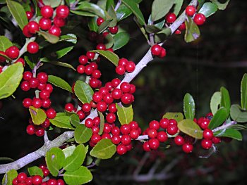 Yaupon (Ilex vomitoria)