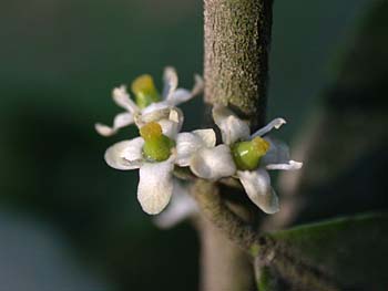 Yaupon (Ilex vomitoria)