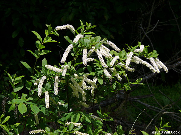 Virginia Sweetspire (Itea virginica)