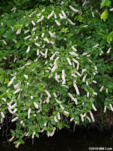 Virginia Sweetspire (Itea virginica)